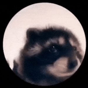Gruppenlogo von Memes
